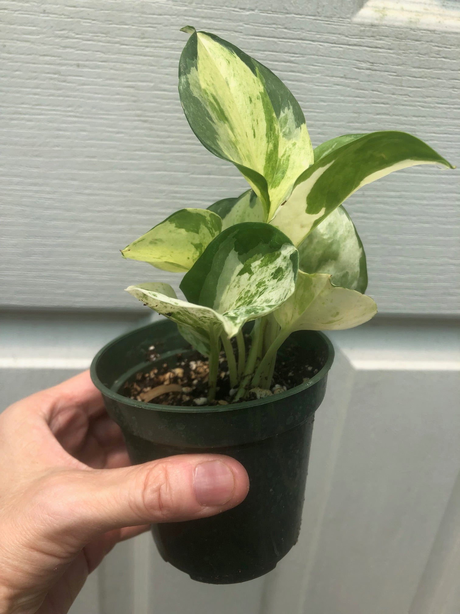 manjula pothos for sale Pothos Manjula // Grower’s Choice