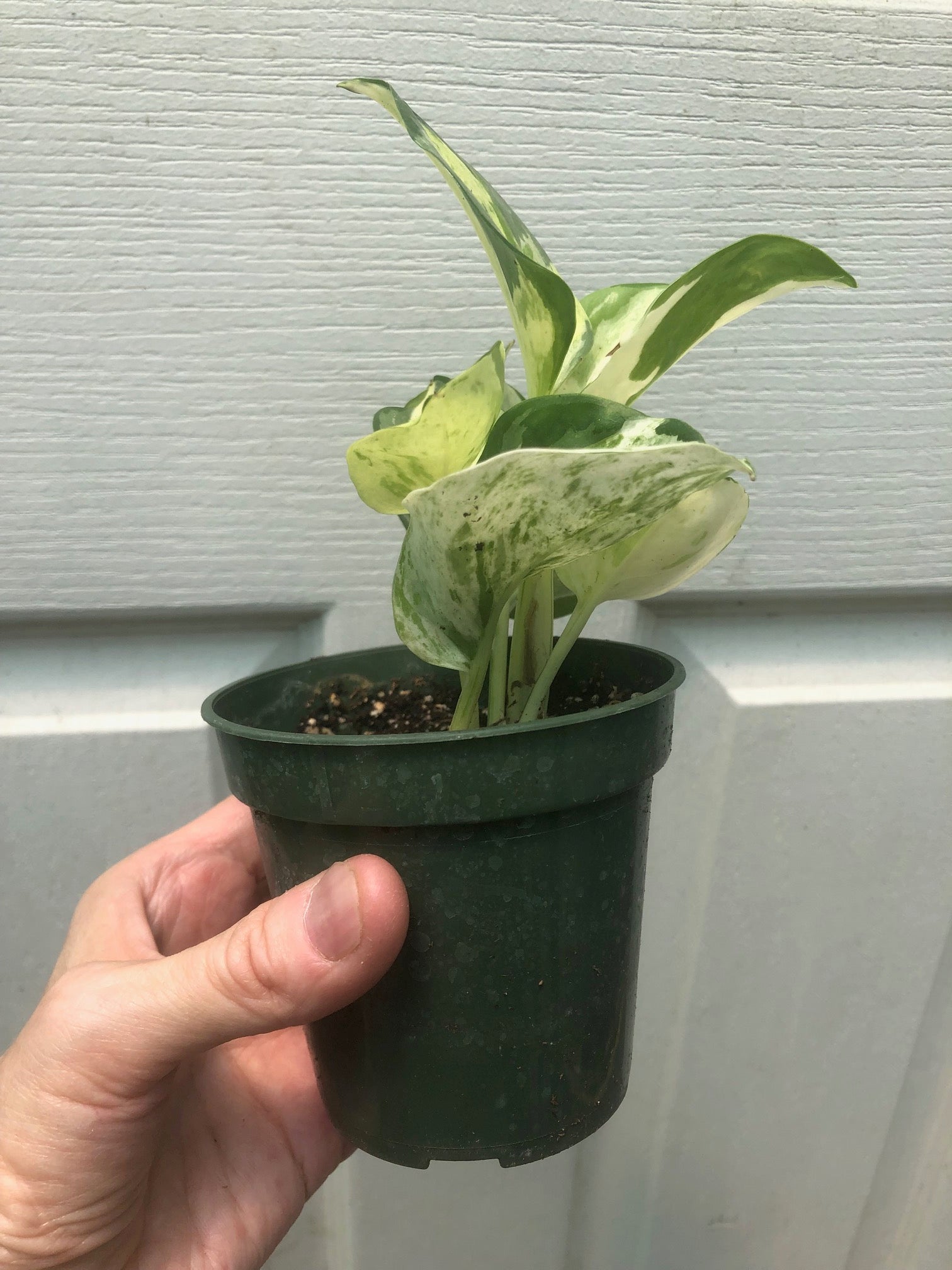 manjula pothos seeds Pothos Manjula // Grower’s Choice