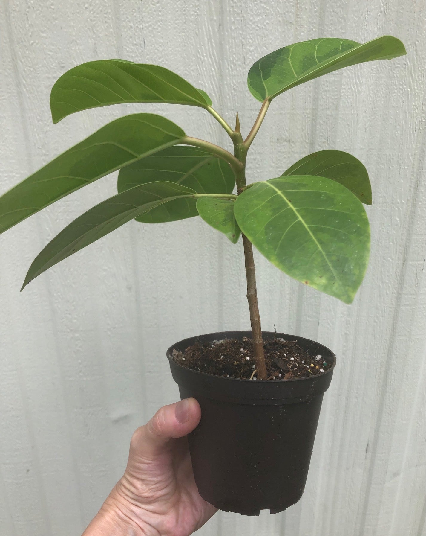 Ficus Altissima - 4" pot