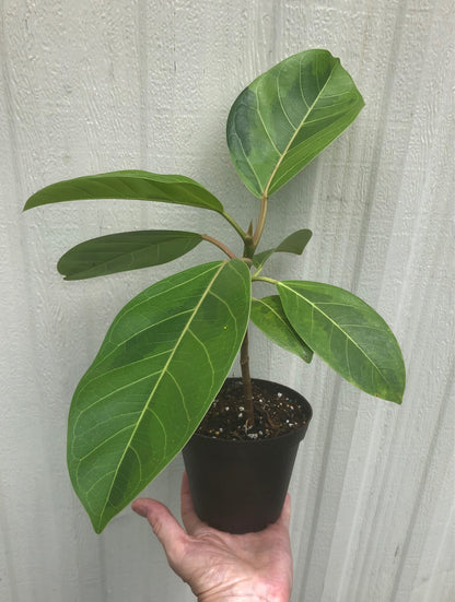 Ficus Altissima - 4" pot