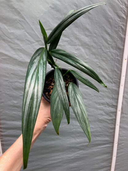 silver streak pothos care Epipremnum Amplissimum 'Silver Streak' pothos