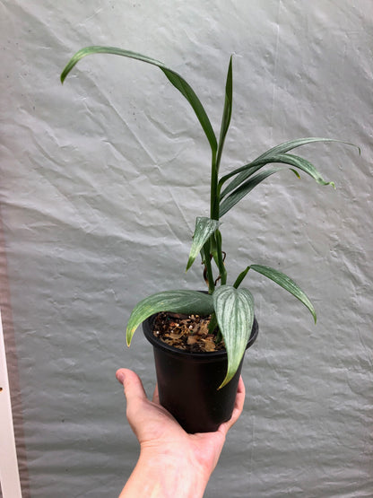 pothos amplifolia Epipremnum Amplissimum 'Silver Streak' pothos