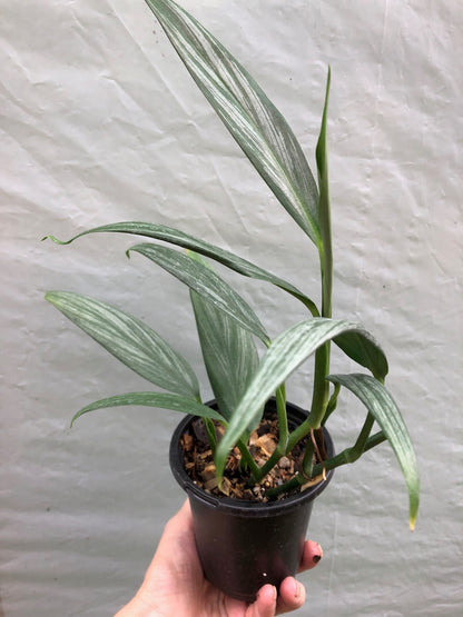 snake plant silver streak Epipremnum Amplissimum 'Silver Streak' pothos
