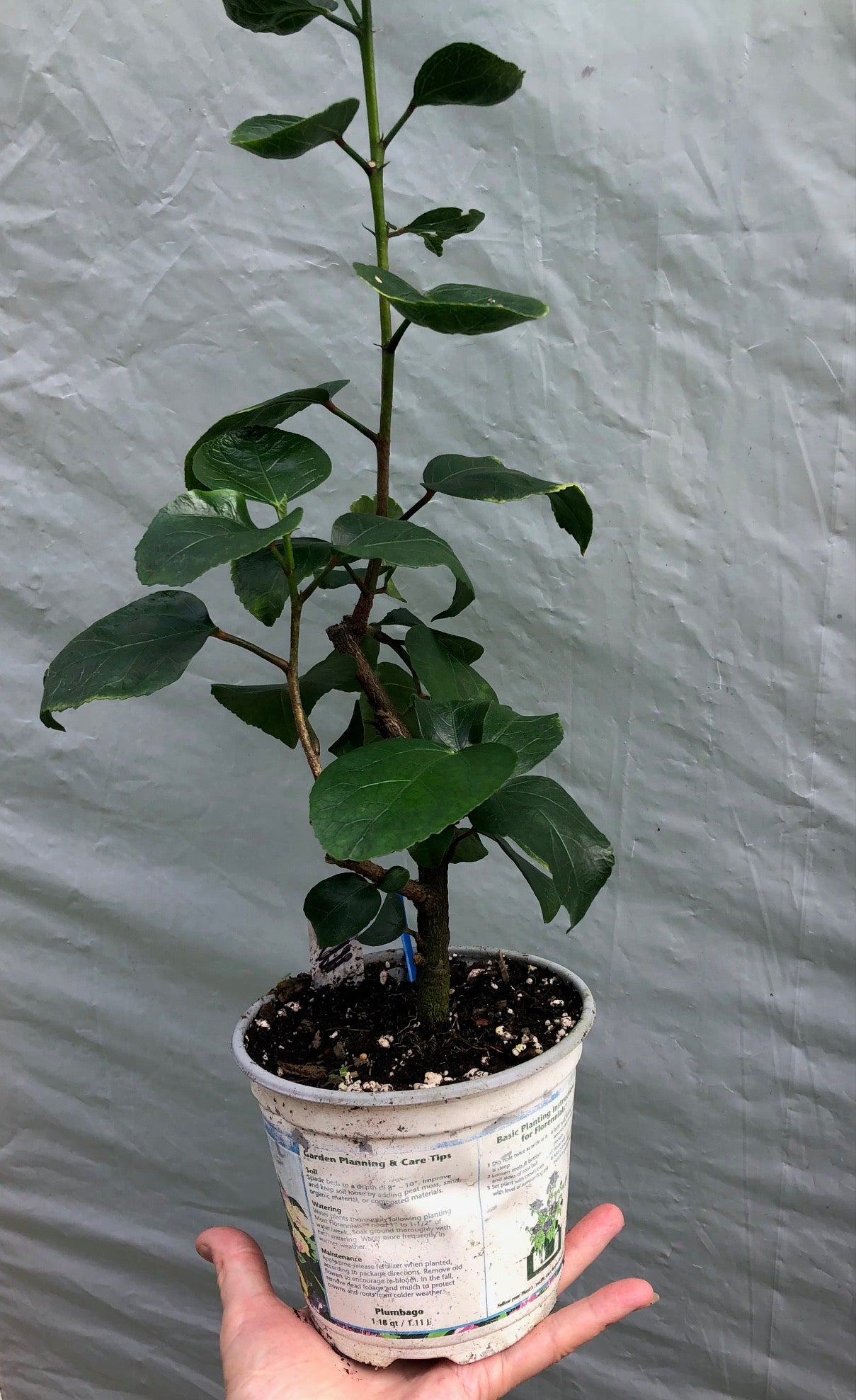 hibiscus plant that looks like pot Tropical Hibiscus 'Madame Dupont'