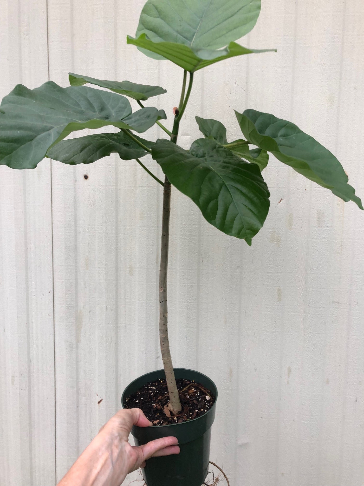 Ficus Umbellata