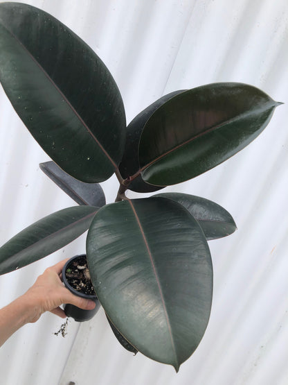 rubber tree curling leaves Ficus Elastica 'Burgundy' Rubber plant