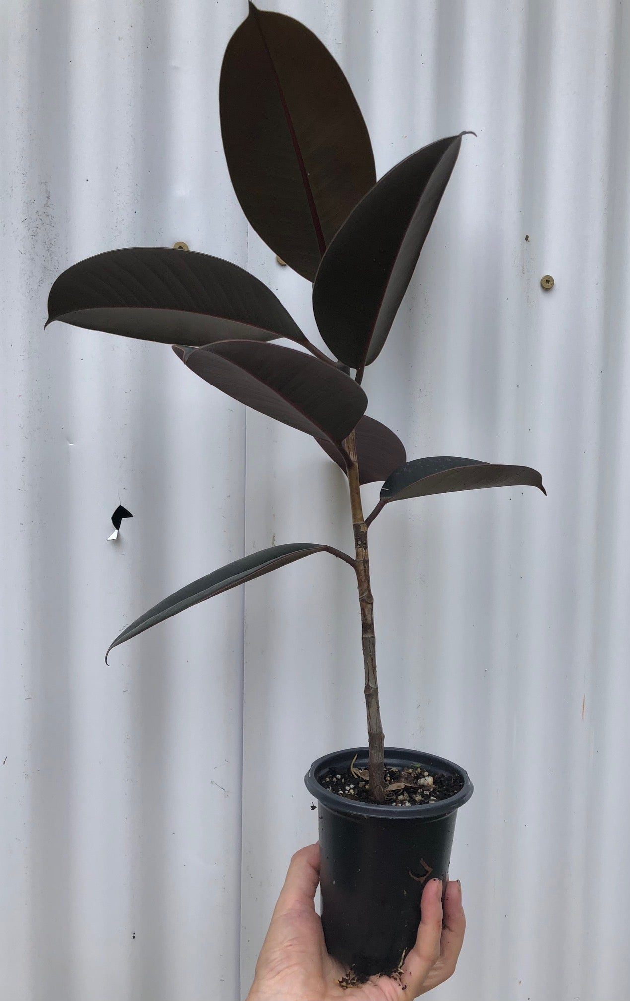 burgundy ficus elastica plant pot Ficus Elastica Burgundy | Rubber Tree | 4" Pot