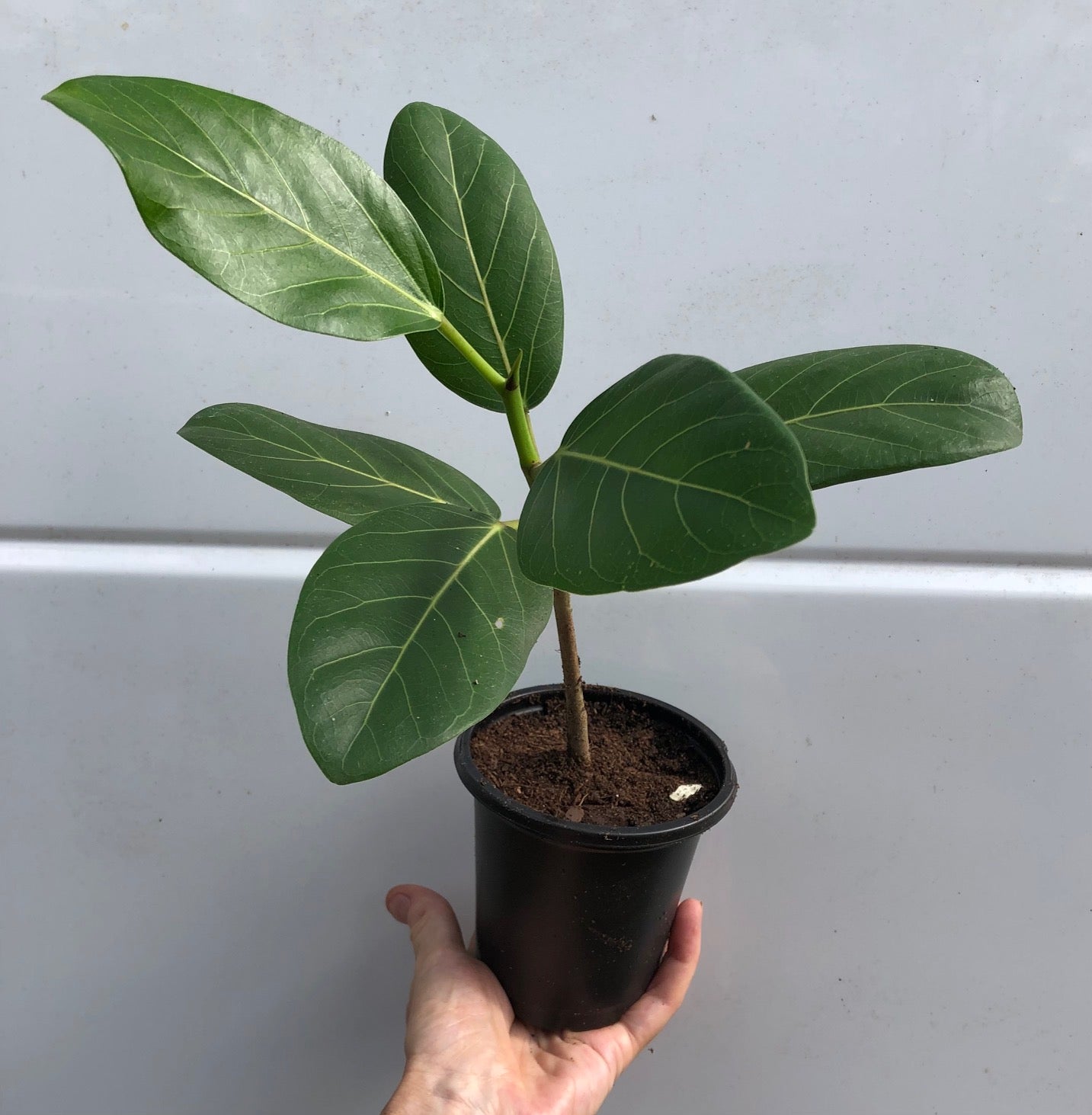 ficus elastica audrey Ficus Elastica Audrey