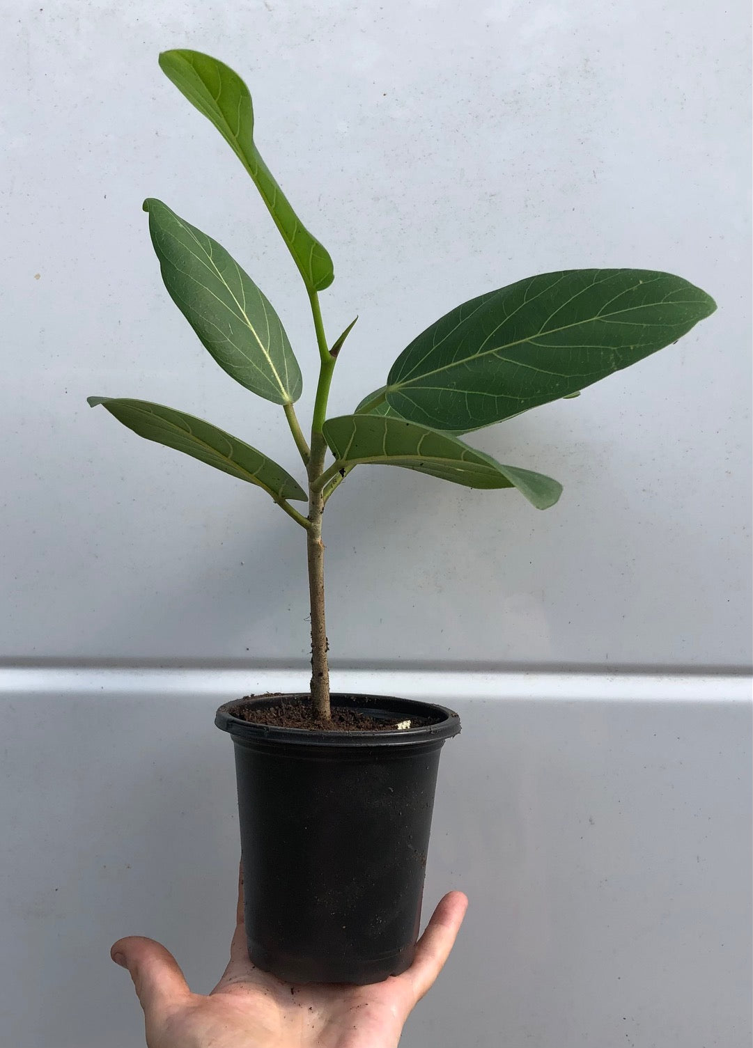 ficus audrey pot Ficus Elastica Audrey