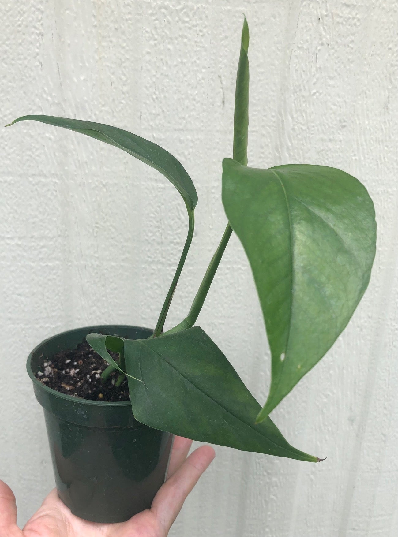 baltic blue pothos plant Baltic Blue Pothos Epipremnum pinnatum