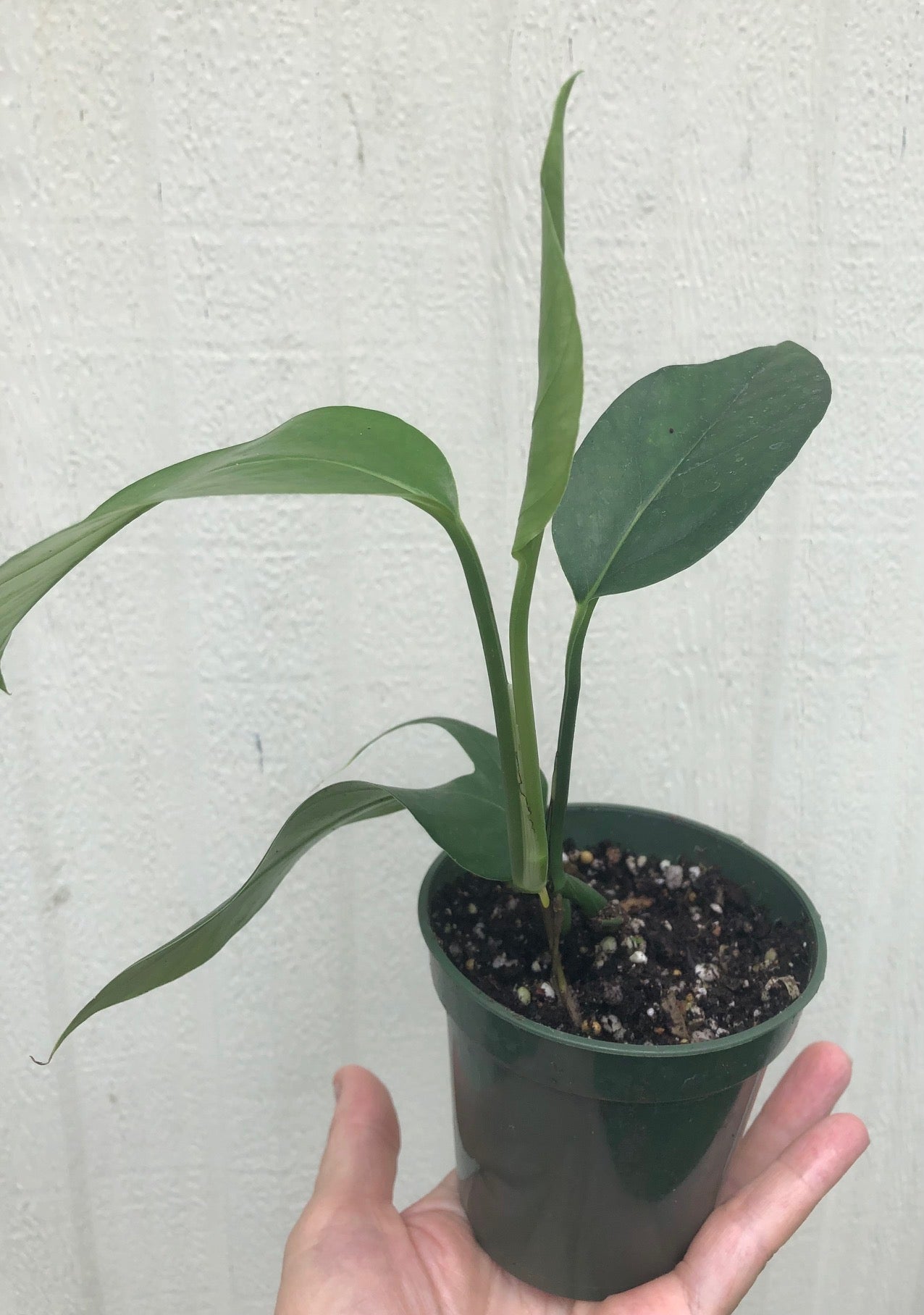 baltic blue pothos soil Baltic Blue Pothos Epipremnum pinnatum