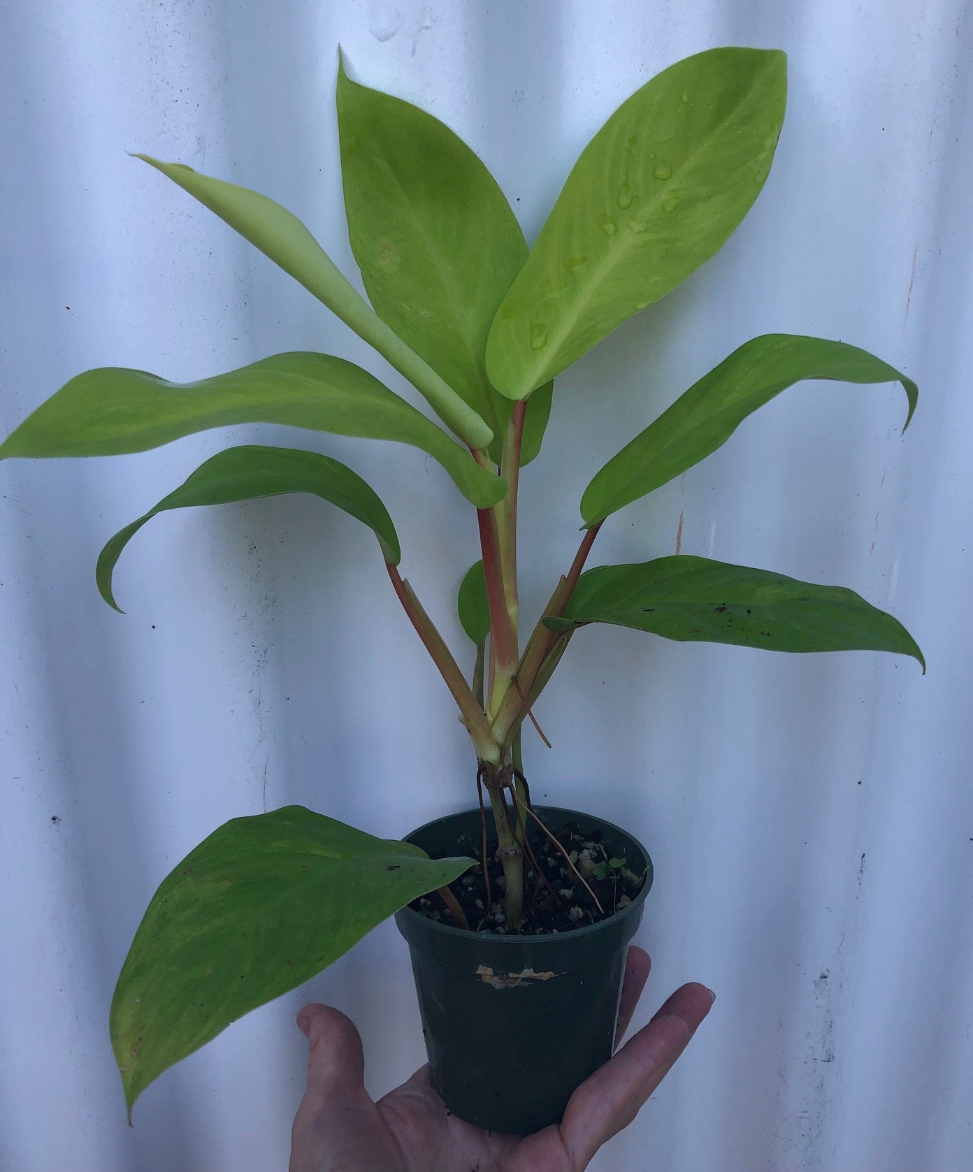philodendron golden godess Philodendron Golden Goddess - 'Lemon Lime' Philodendron