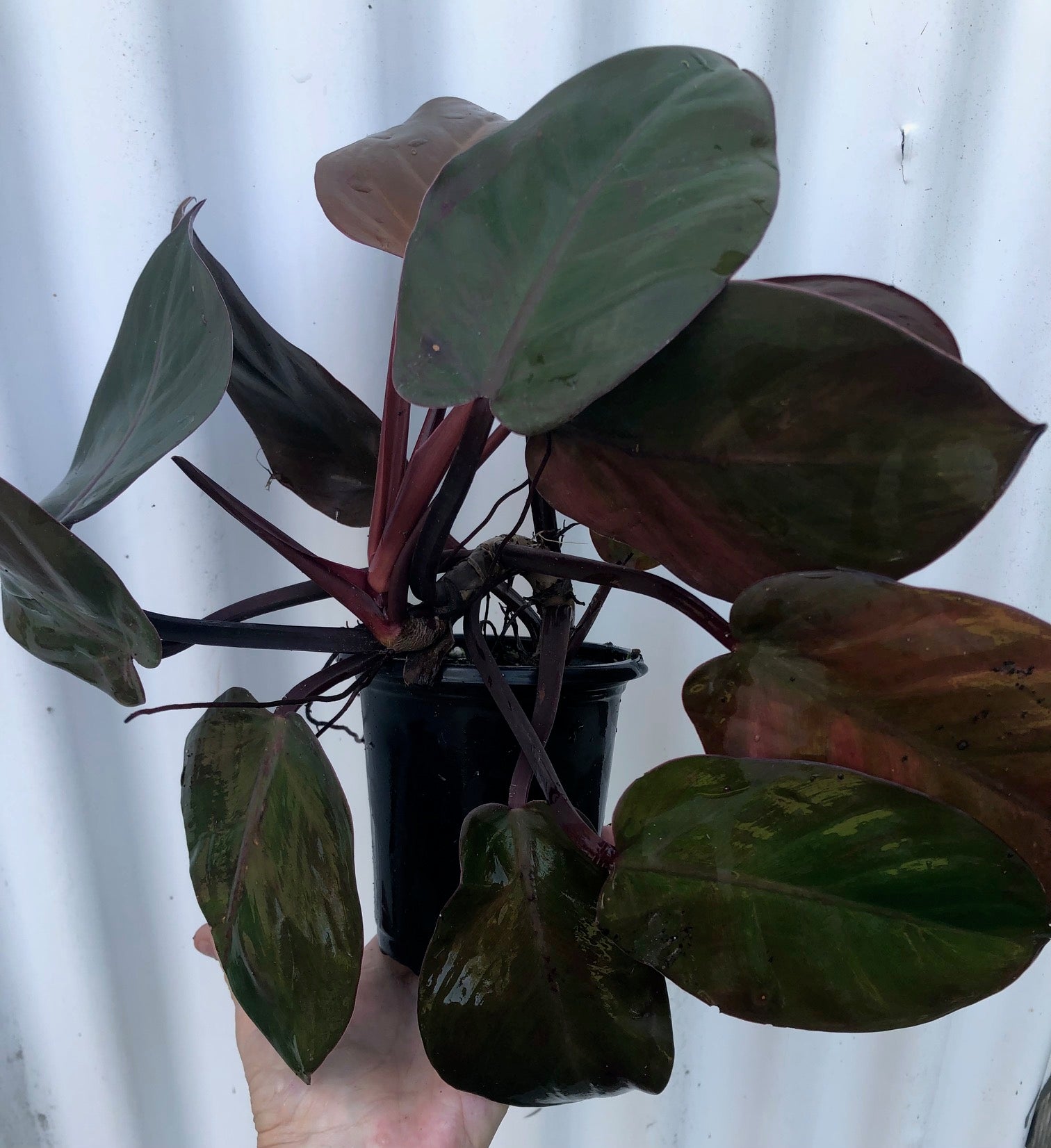 mccauley's philodendron Mccolley's Finale Philodendron - 4" Pot