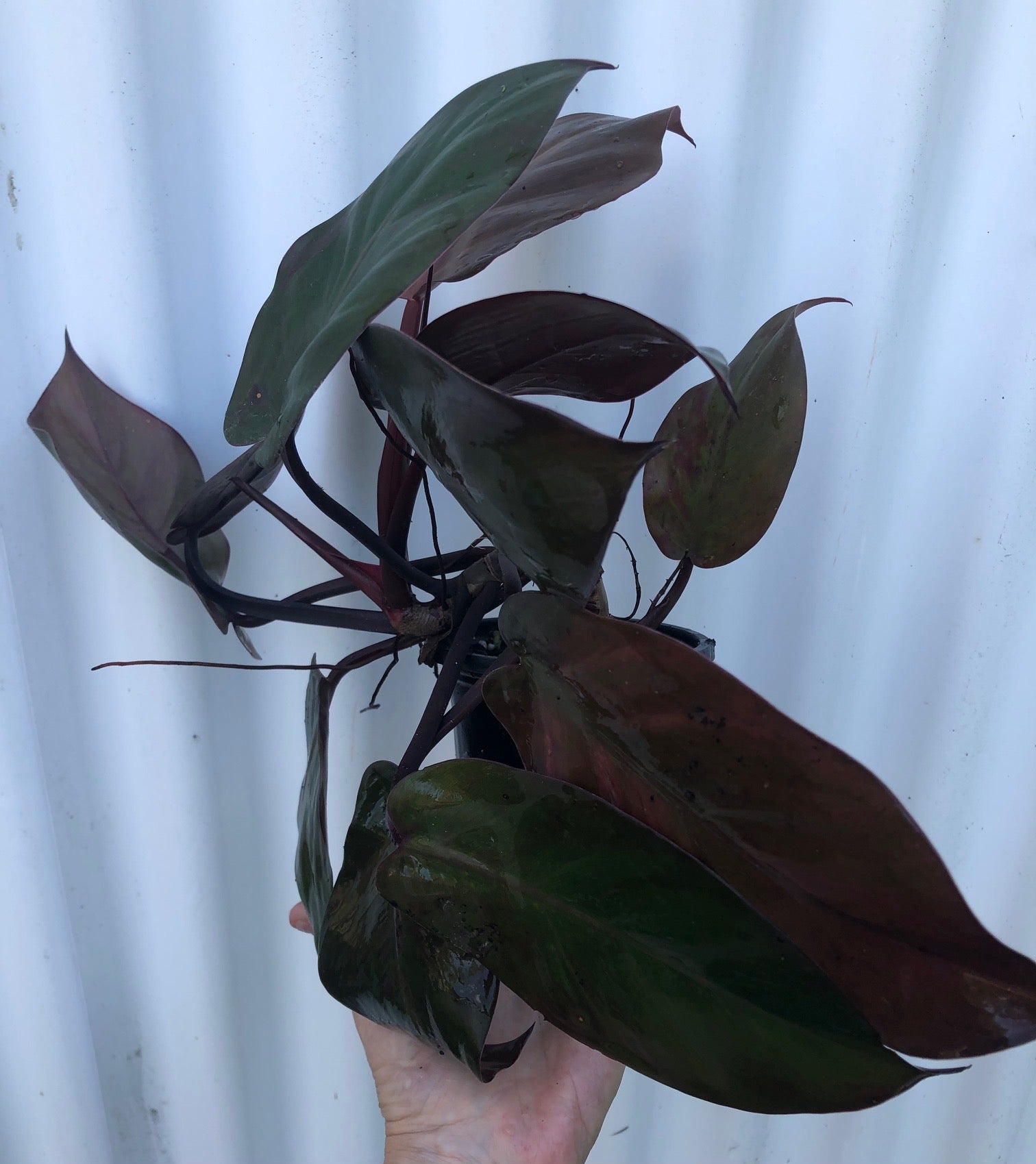philodendron mccolley's Mccolley's Finale Philodendron - 4" Pot