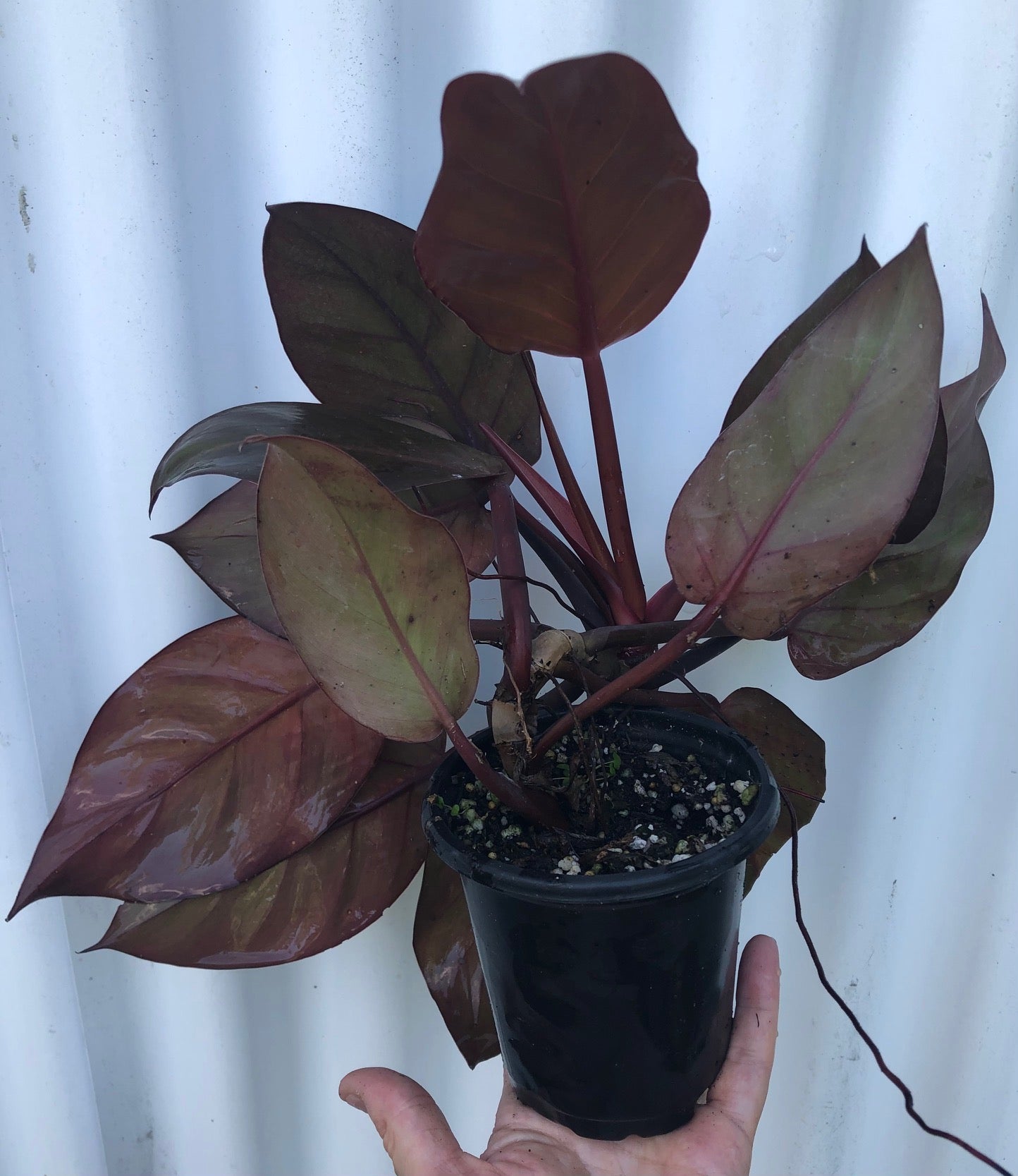 philodendron finale Mccolley's Finale Philodendron - 4" Pot