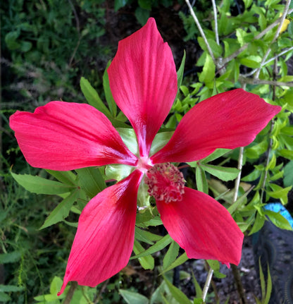 Hibiscus coccineus, the scarlet rosemallow, red taxes star hibiscus live plant