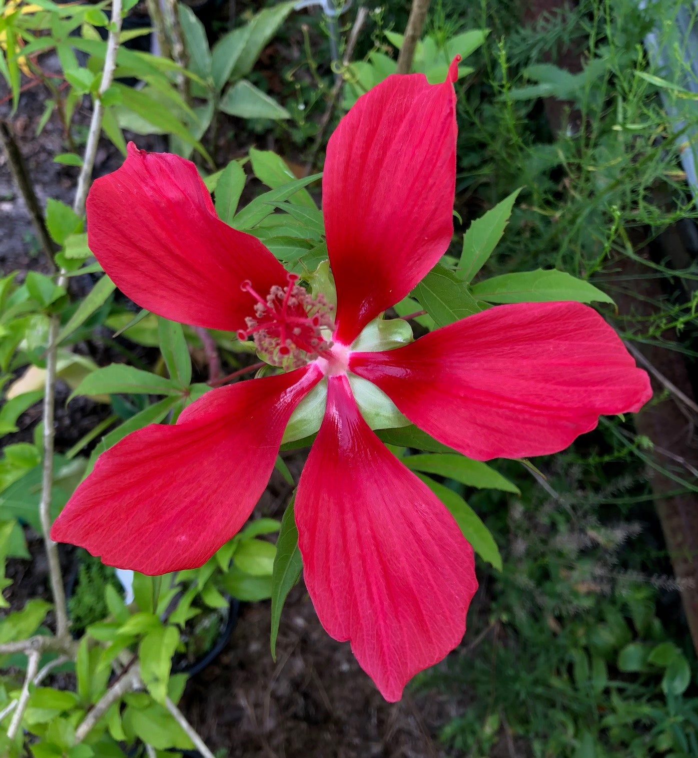 Hibiscus coccineus, the scarlet rosemallow, red taxes star hibiscus live plant