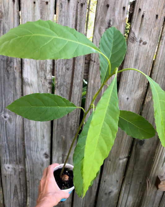 live avocado seedling plant