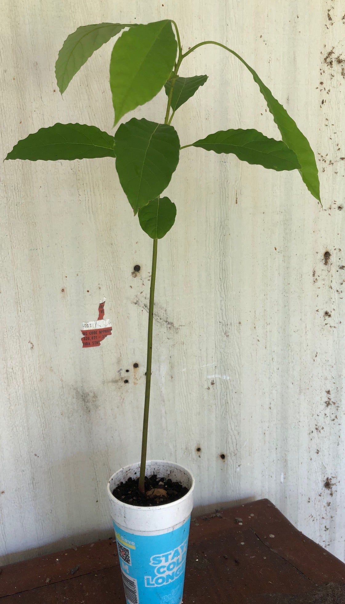 live avocado seedling plant