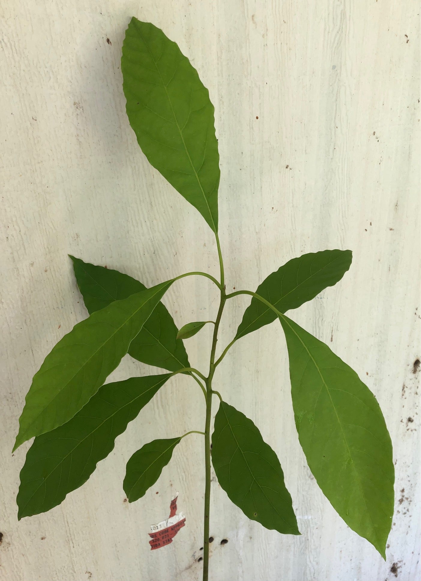 live avocado seedling plant