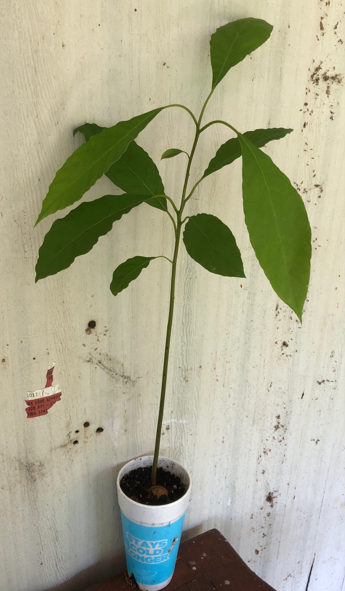 live avocado seedling plant