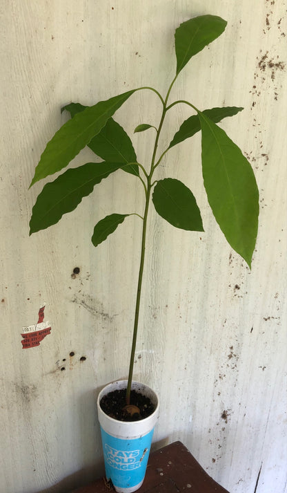 live avocado seedling plant