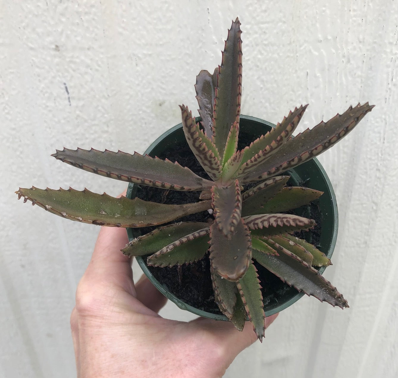 Kalanchoe Daigremontiana, Mother of Thousands - 3 inch pot