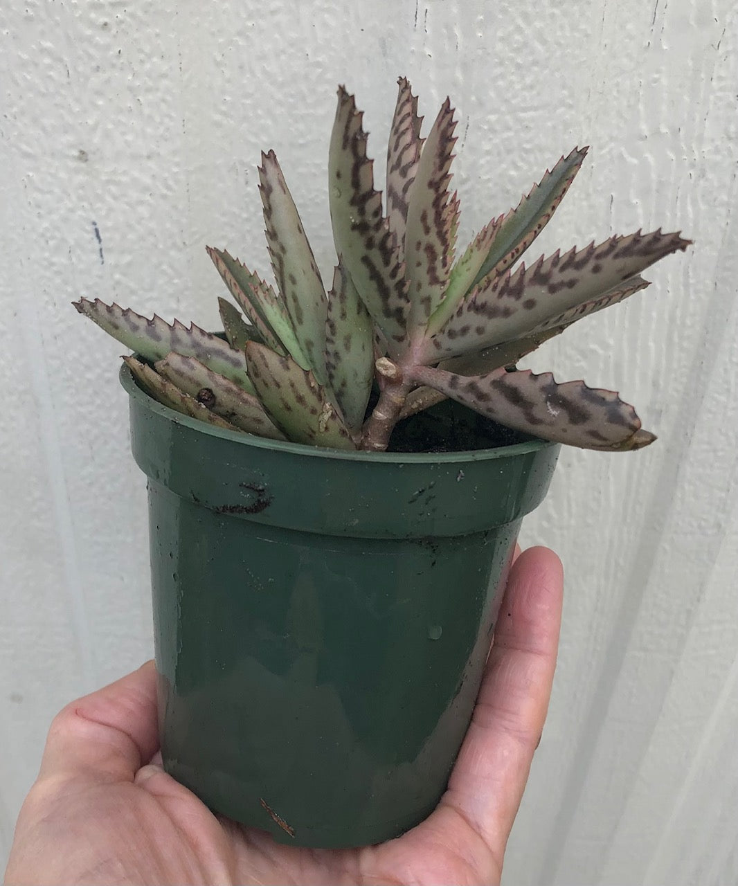 medicinal succulents Kalanchoe Daigremontiana, Mother of Thousands