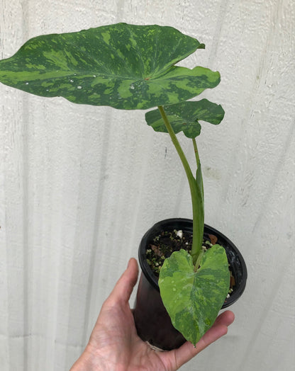 Live rare Colocasia Esculenta Midori Sour plant