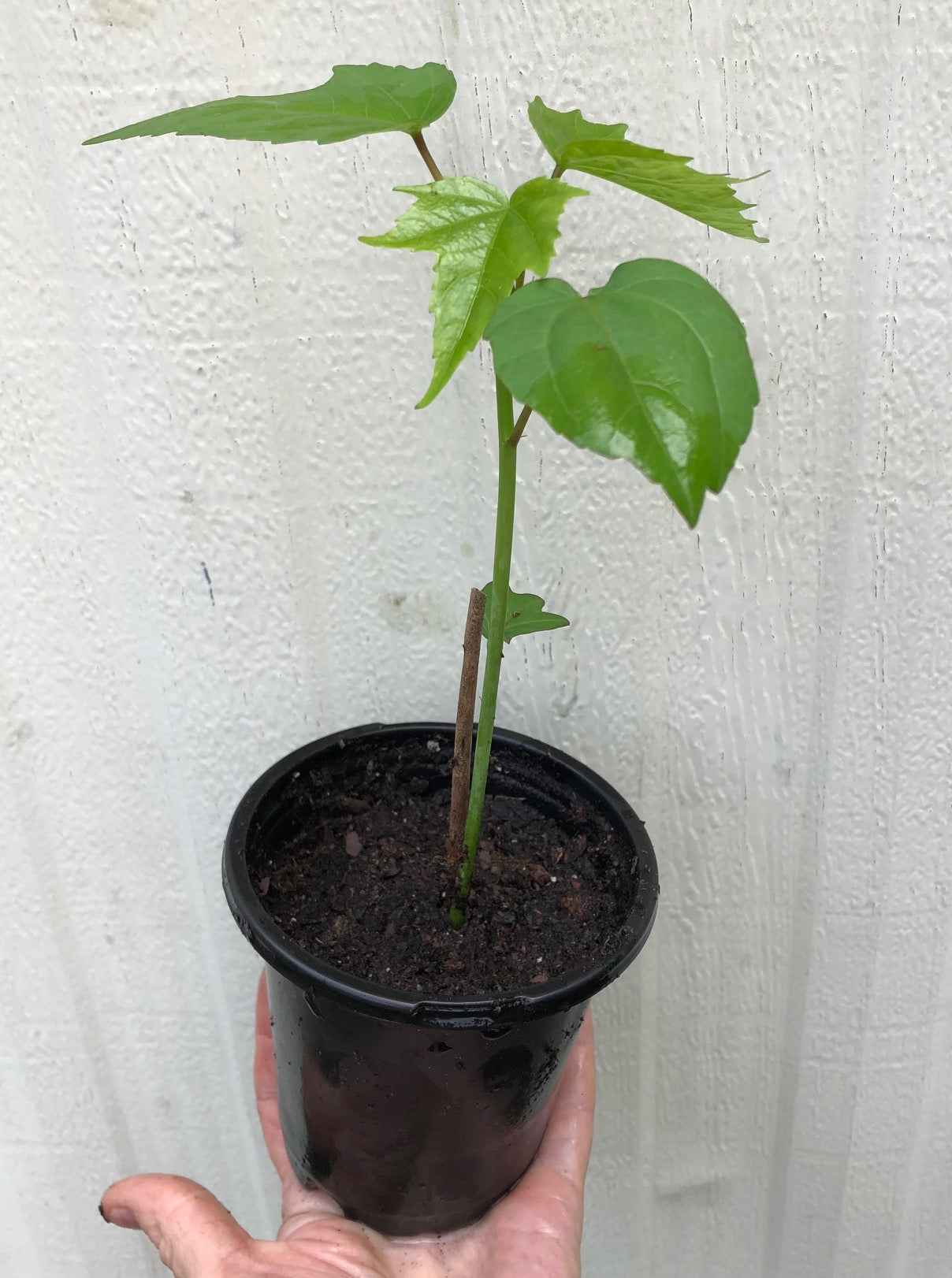 Live Hibiscus coccineus, Red Texas Star Hibiscus plant in 4 inch pot