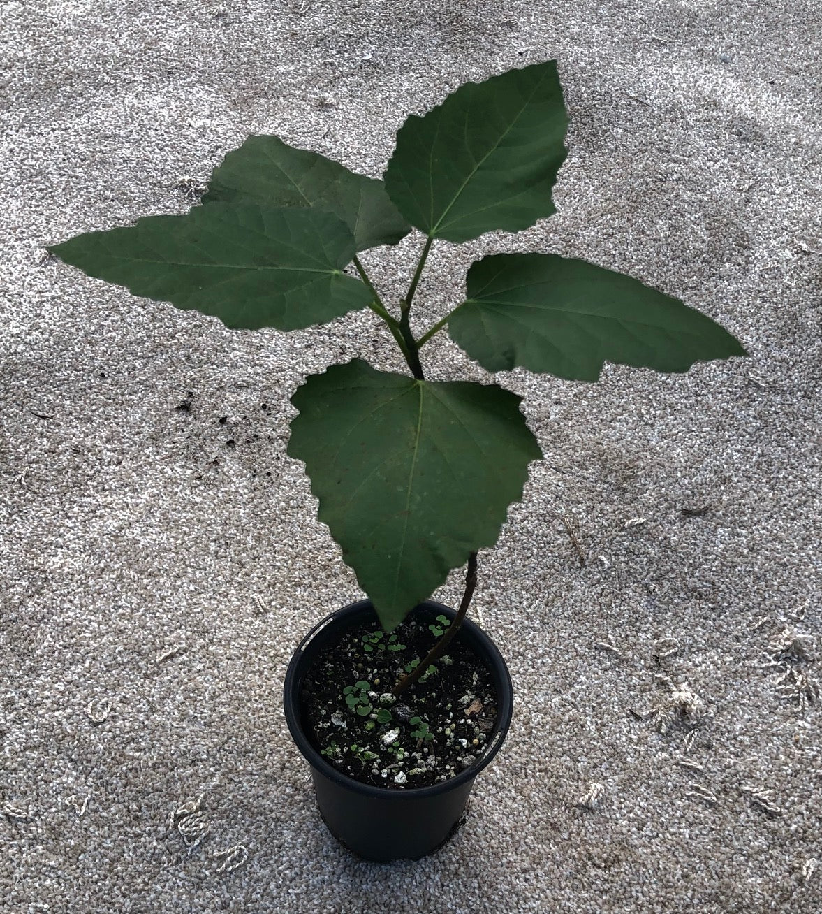 Fig 'Violette de Bordeaux' - 4" or 5" pot, live, potted plant