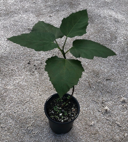 Fig 'Violette de Bordeaux' - 4" or 5" pot, live, potted plant