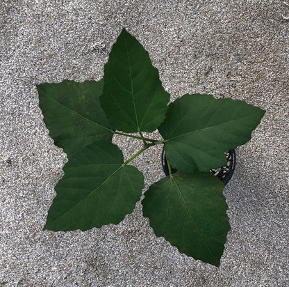Fig 'Violette de Bordeaux' - 4" or 5" pot, live, potted plant