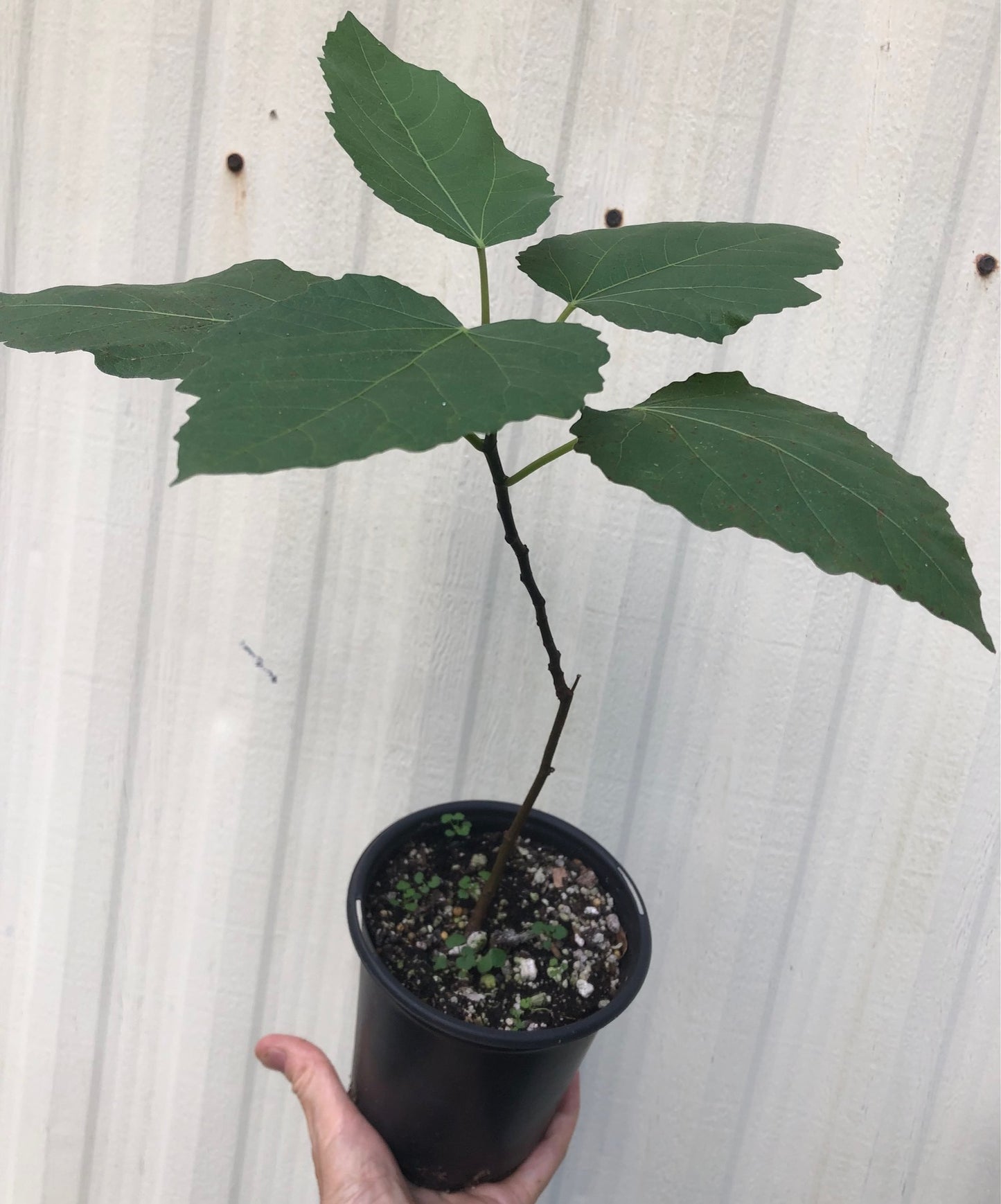 Fig 'Violette de Bordeaux' - 4" or 5" pot, live, potted plant