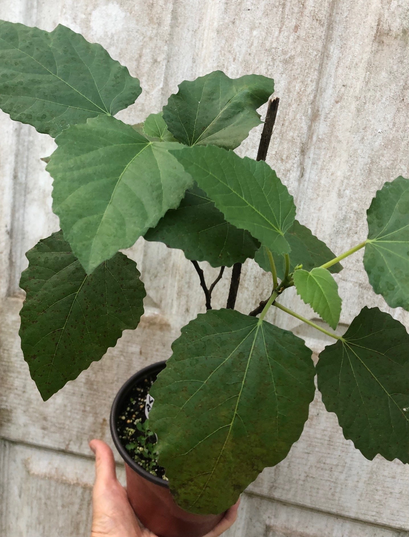 Fig 'Violette de Bordeaux' - 4" or 5" pot, live, potted plant