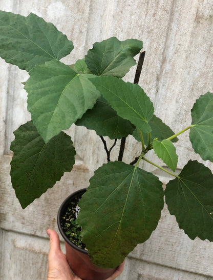 Fig 'Violette de Bordeaux' - 4" or 5" pot, live, potted plant