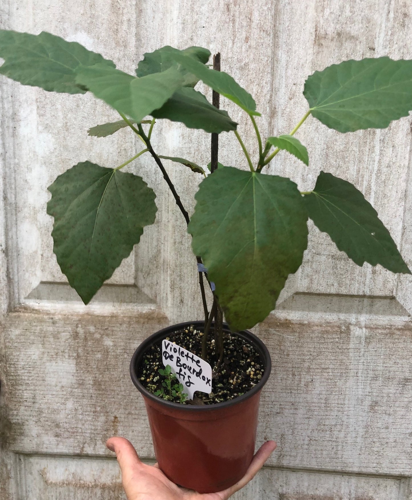 Fig 'Violette de Bordeaux' - 4" or 5" pot, live, potted plant