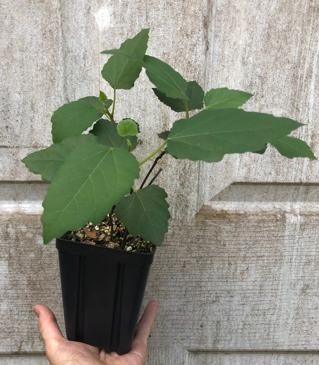 Fig 'Violette de Bordeaux' - 4" or 5" pot, live, potted plant