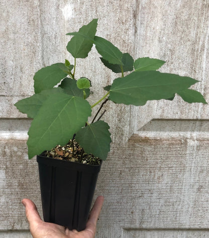 Fig 'Violette de Bordeaux' - 4" or 5" pot, live, potted plant