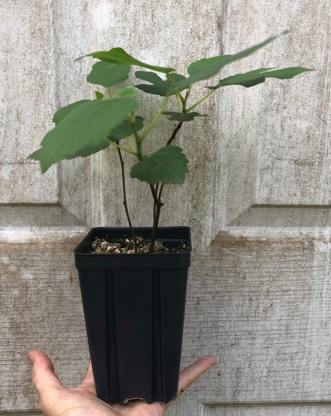 Fig 'Violette de Bordeaux' - 4" or 5" pot, live, potted plant