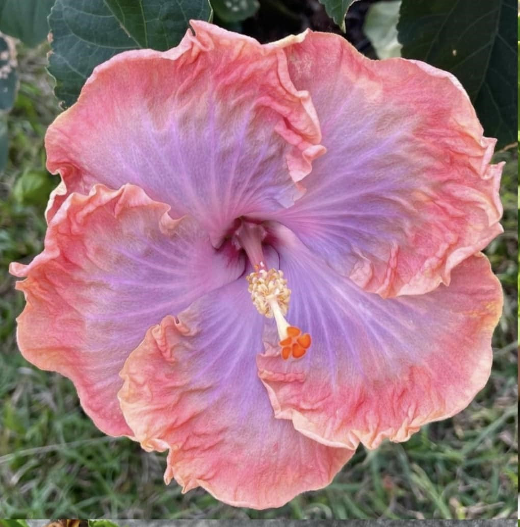 hibiscus creole lady