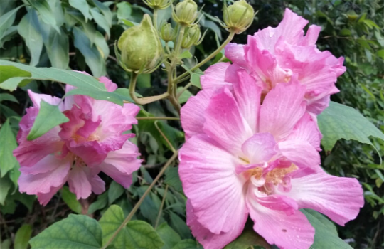 Confederate Rose Hibiscus live plant