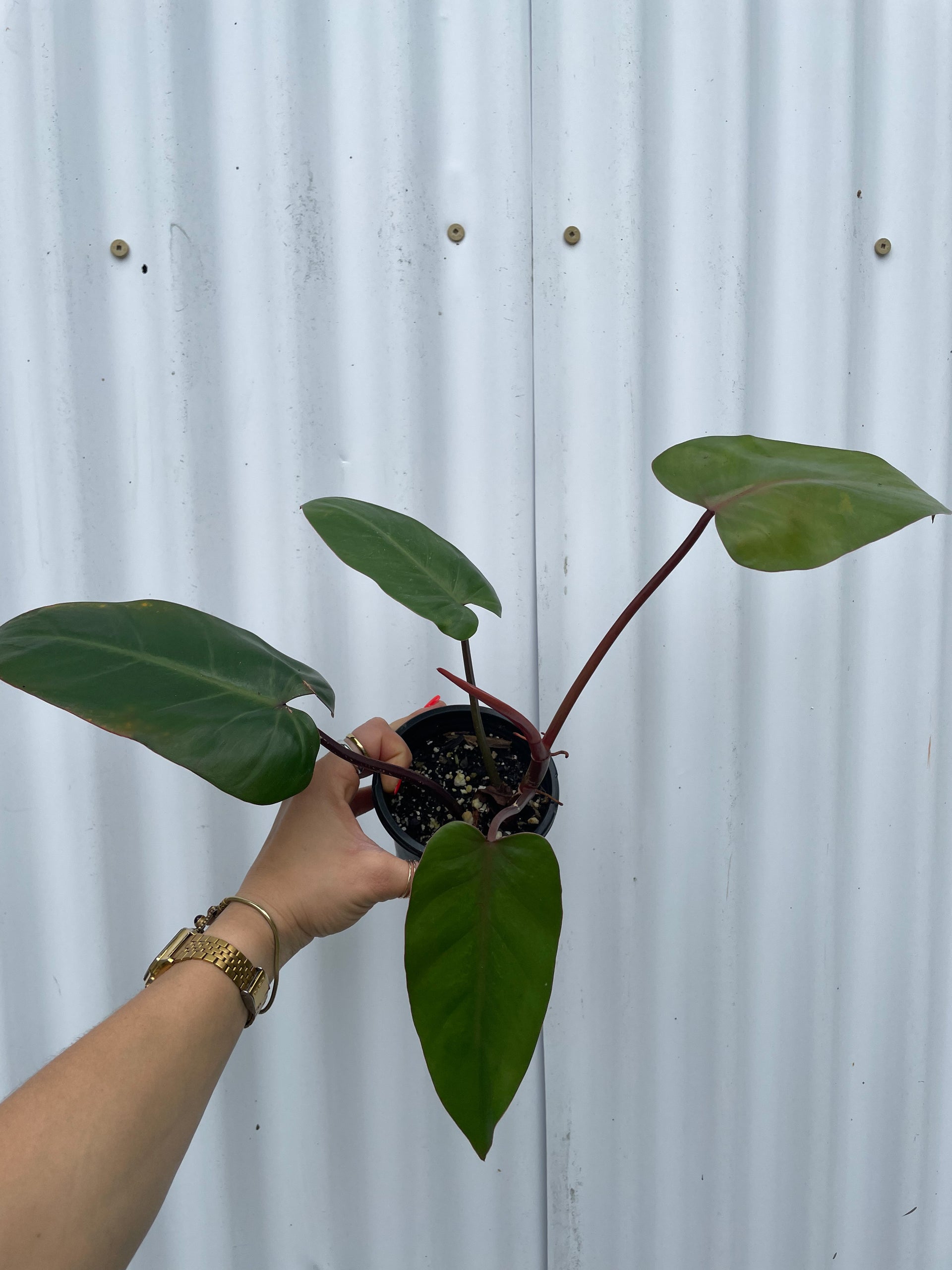 philodendron red emerald flower Philodendron 'Red Emerald'