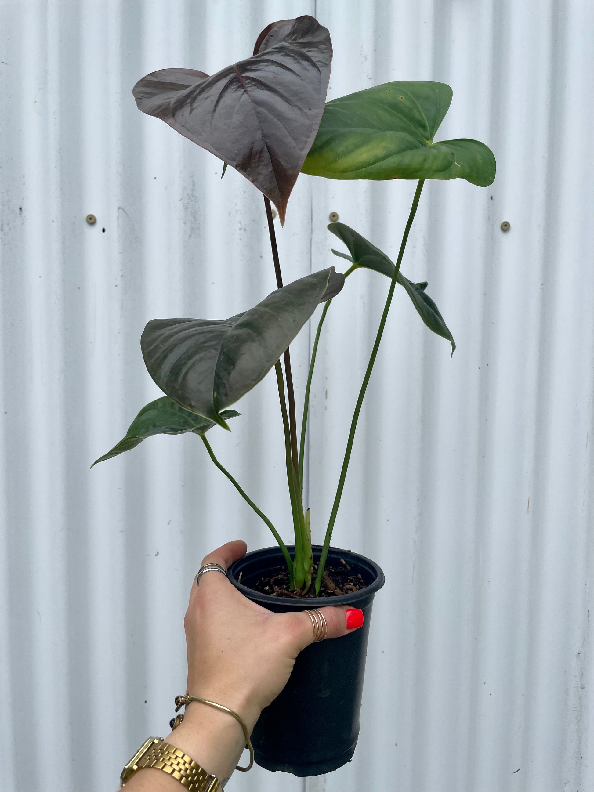 anthurium 5 Anthurium 'Red Leaf'