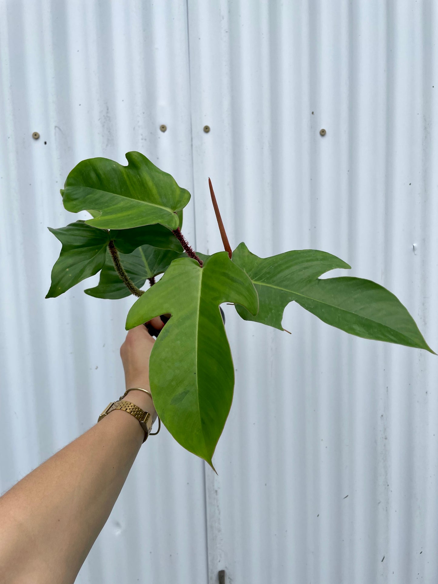 Philodendron Squamifernum - 4” pot