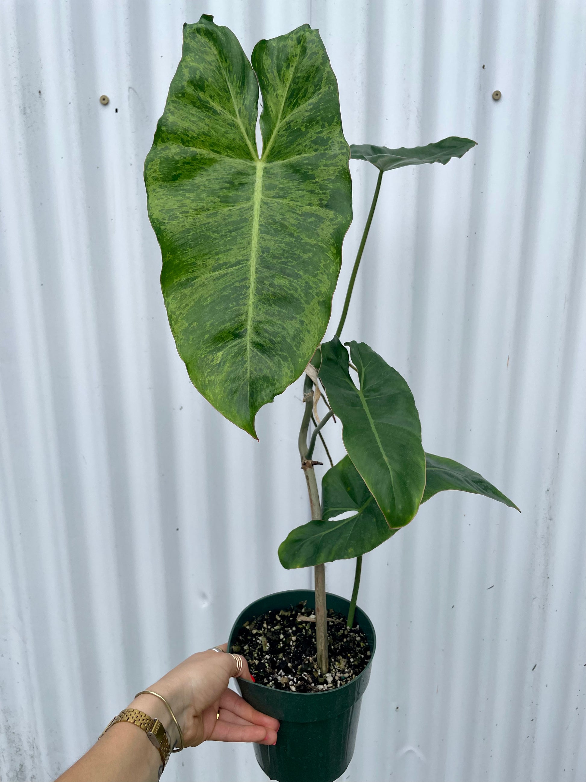 philodendron paraiso verde vs jose buono Philodendron 'Paraiso Verde'