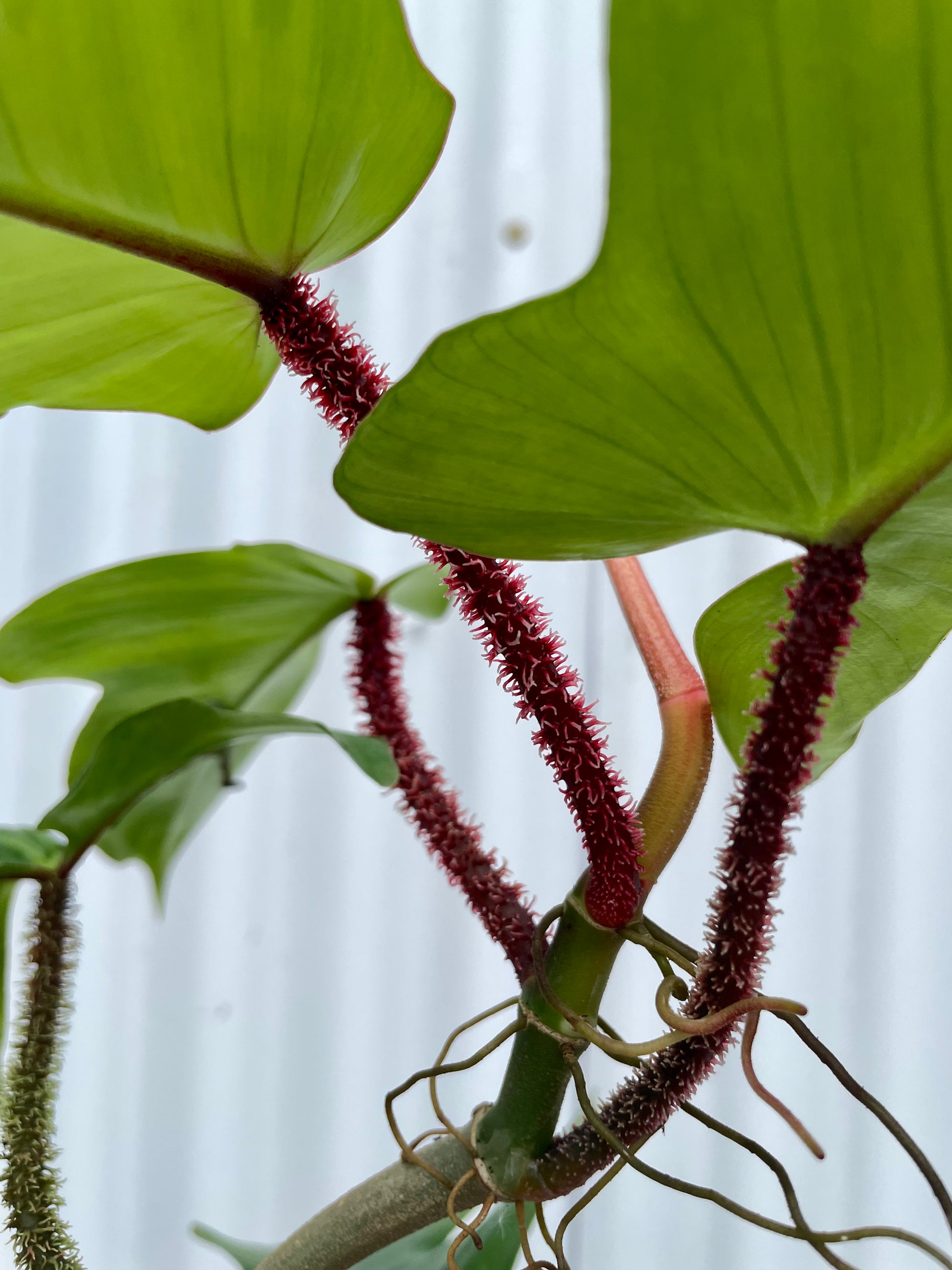 hairy philodendron Philodendron Squamifernum