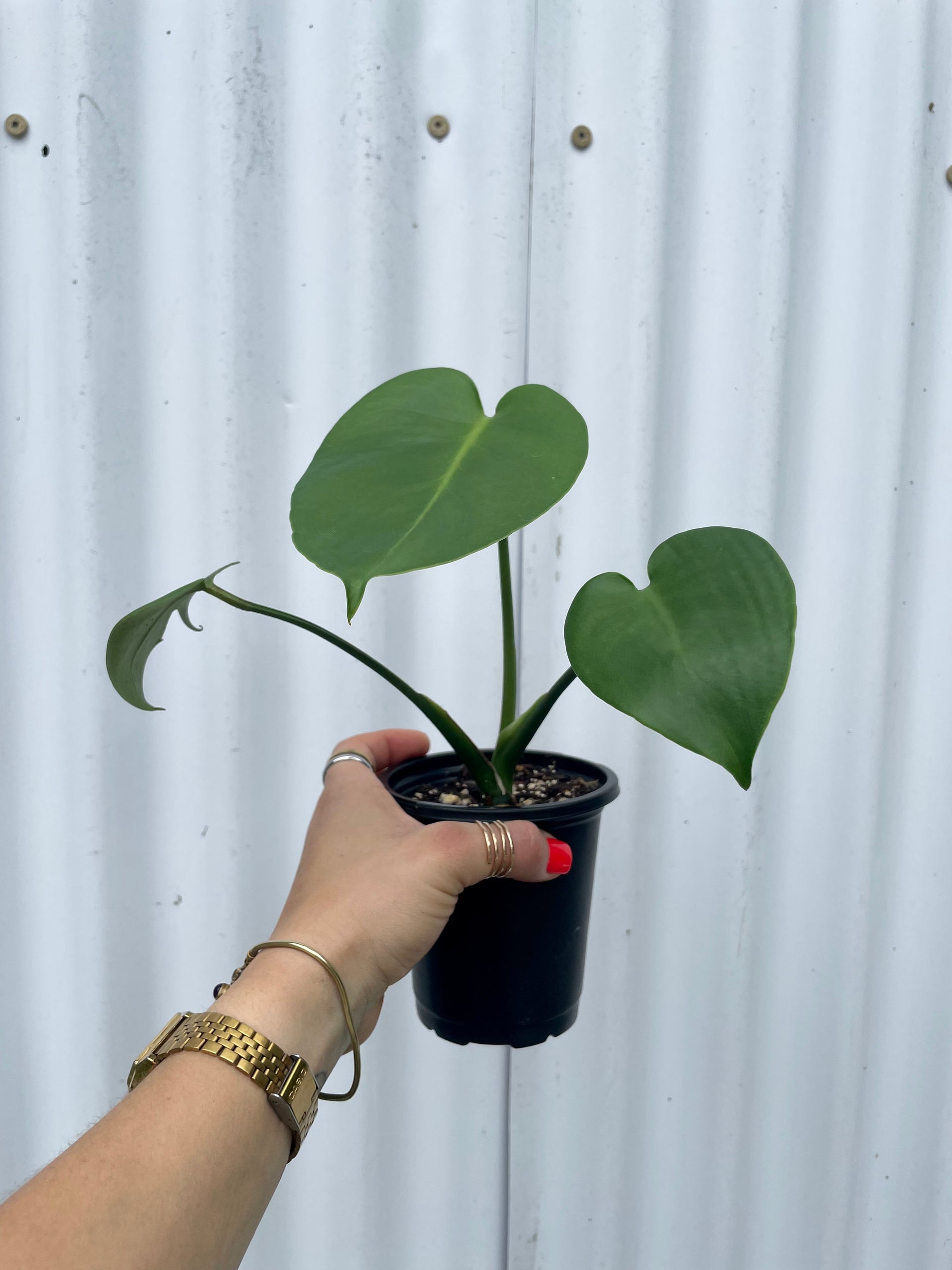 Monstera Deliciosa - 4" pot