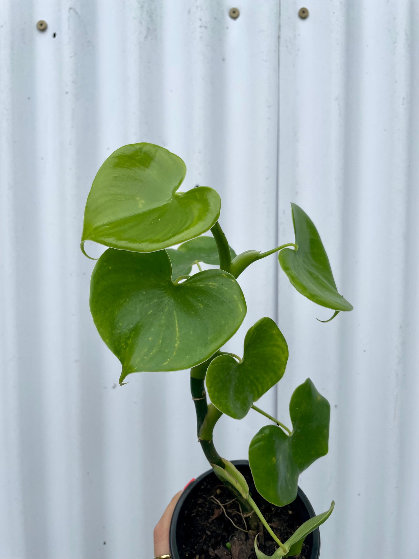 Philodendron Grazielae - 4” pot