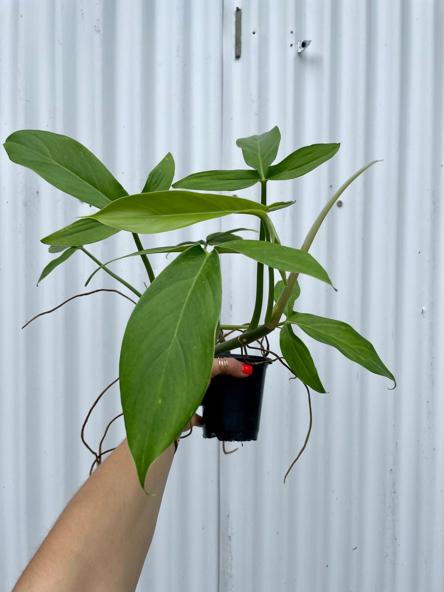 Philodendron Tripartitum - 4” pot
